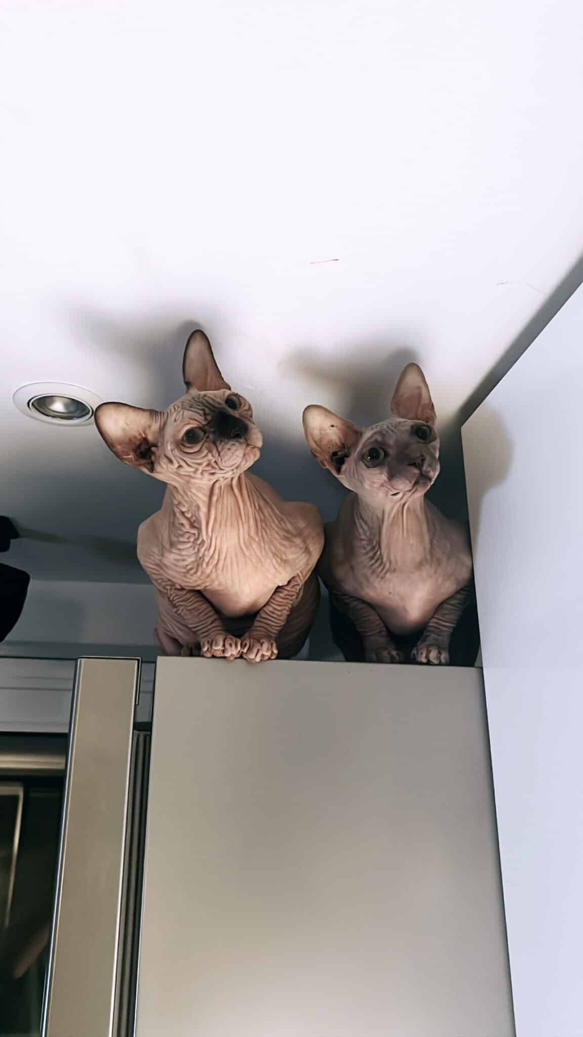 Chat Sphynx adulte sans poil