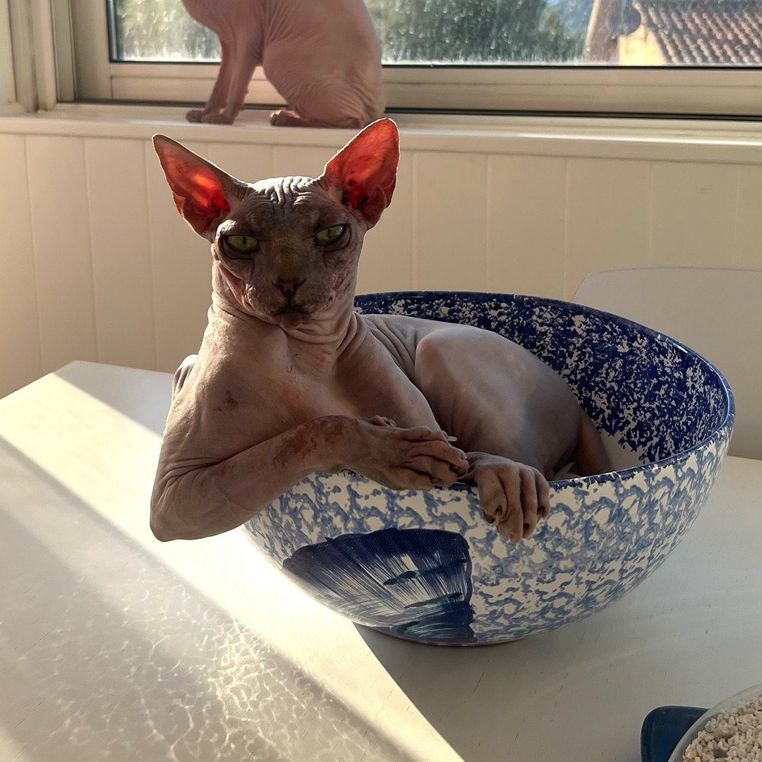 Seth, chat Sphynx, testeur résident de JsemAnimo