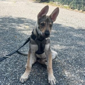 Chien-loup tchécoslovaque au pelage gris en extérieur