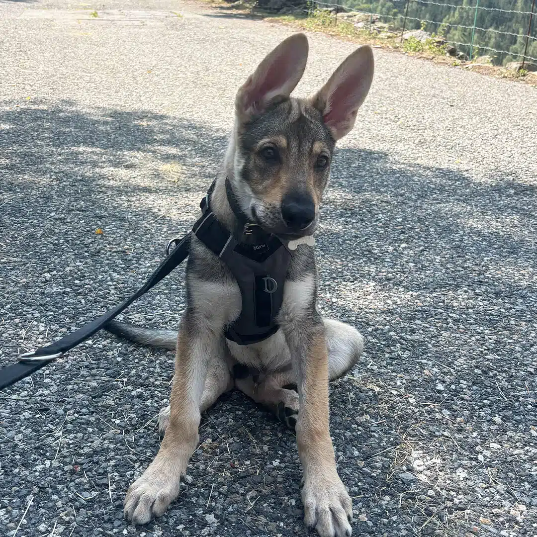 Blesk, chien-loup tchécoslovaque, testeur résident de JsemAnimo