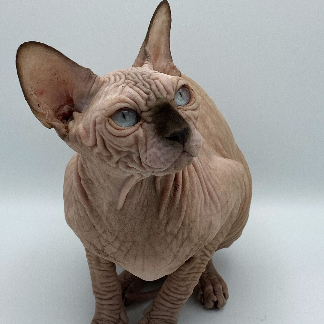 Pharaon, chat Sphynx, testeur résident de JsemAnimo