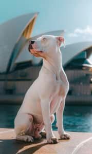 Dogue argentin blanc en extérieur