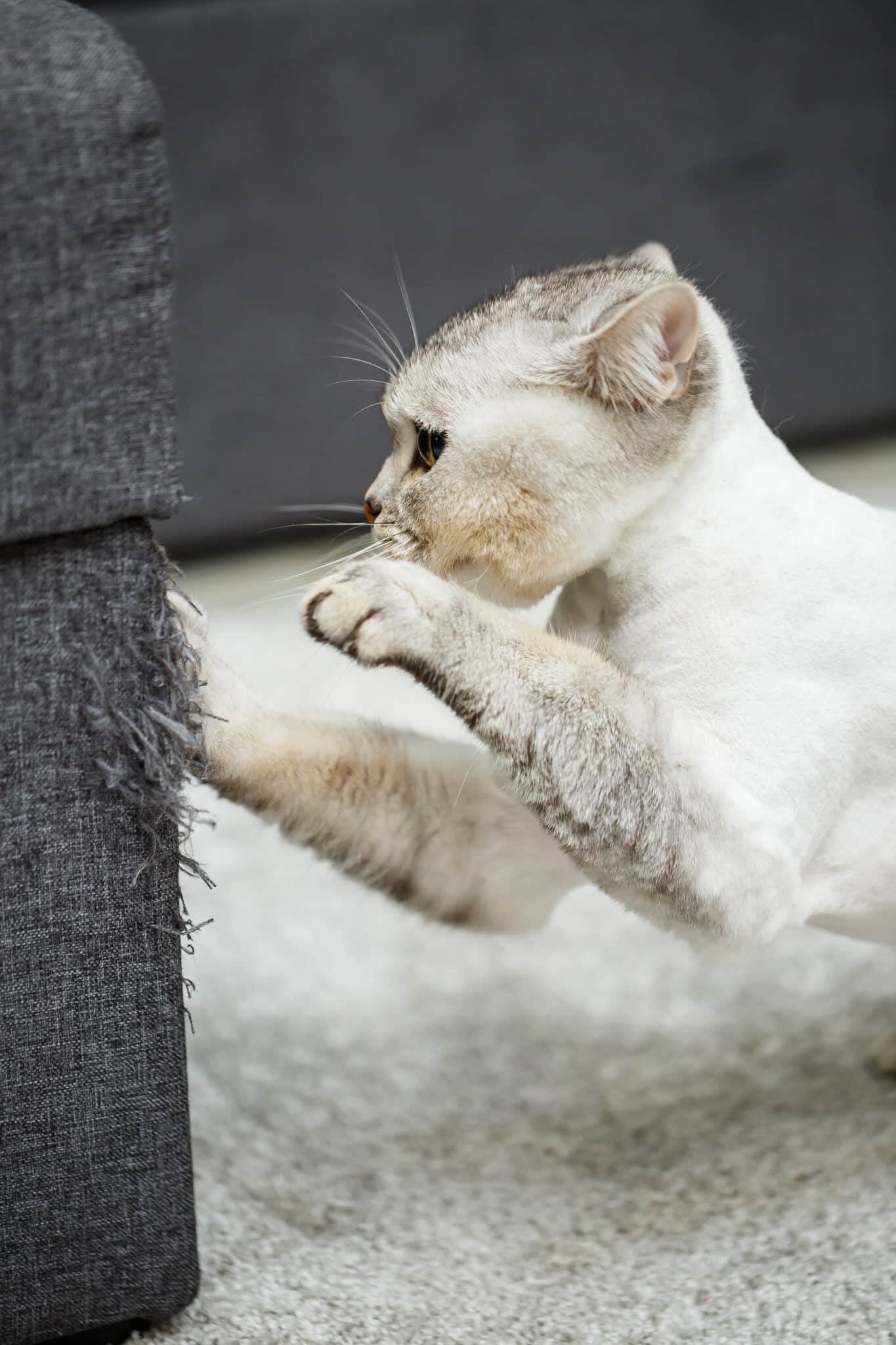 Chat s'étirant sur un griffoir vertical installé à côté d'un canapé