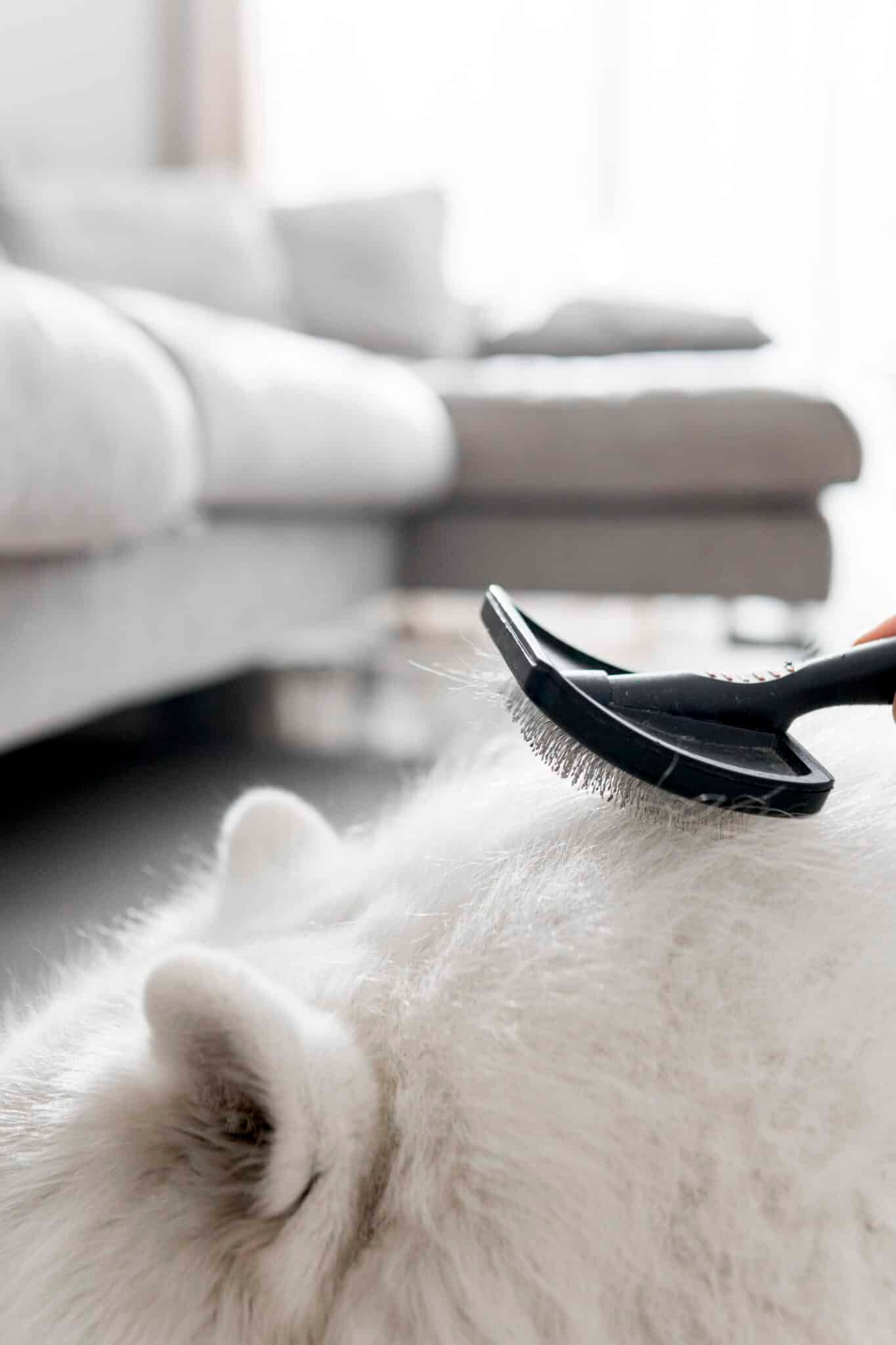 Brossage du sous-poil d'un chien à double couche avec une brosse adaptée