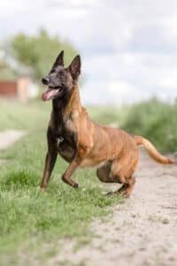 Berger belge malinois fauve charbonné debout