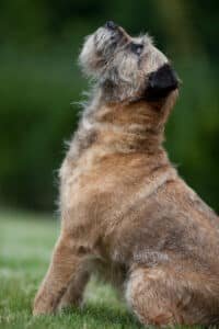 Border terrier au poil dur debout