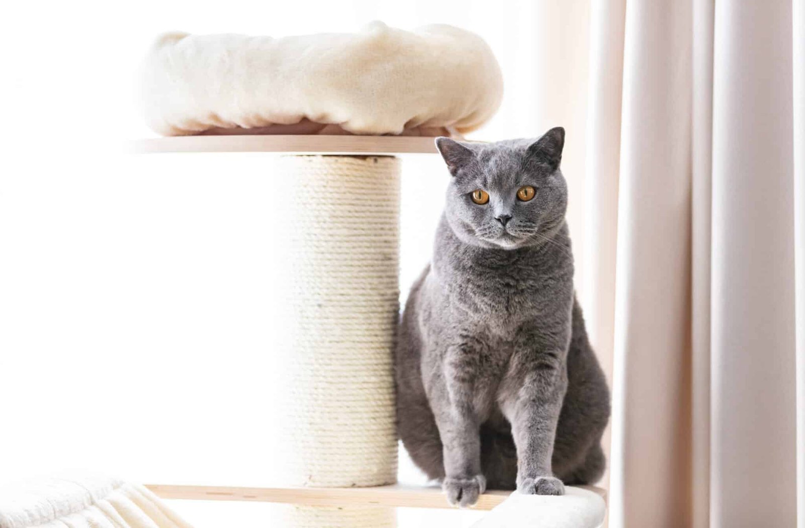 Chat installe sur la plateforme superieure d un arbre a chat