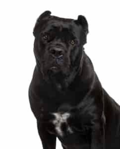 Cane corso regardant l'objectif sur fond blanc