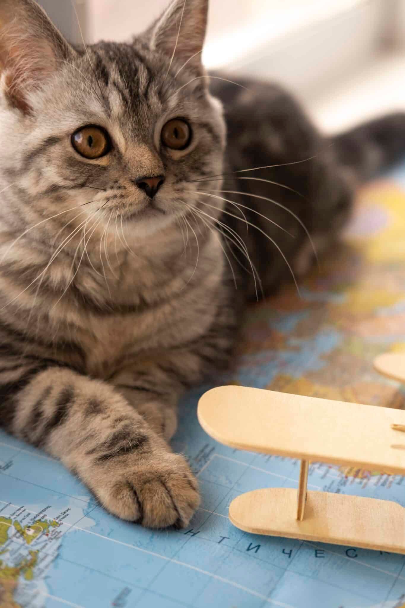 Chat installé calmement dans sa caisse de transport ouverte, à côté de bagages