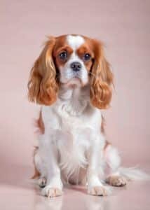 Cavalier king charles aux longues oreilles frangées