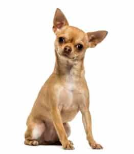 Chihuahua assis sur fond blanc