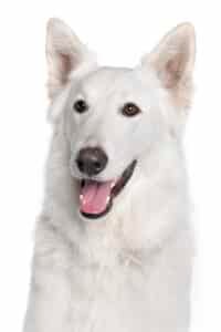 Berger blanc suisse adulte en portrait rapproché