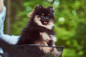 Spitz nain installé dans un panier de vélo