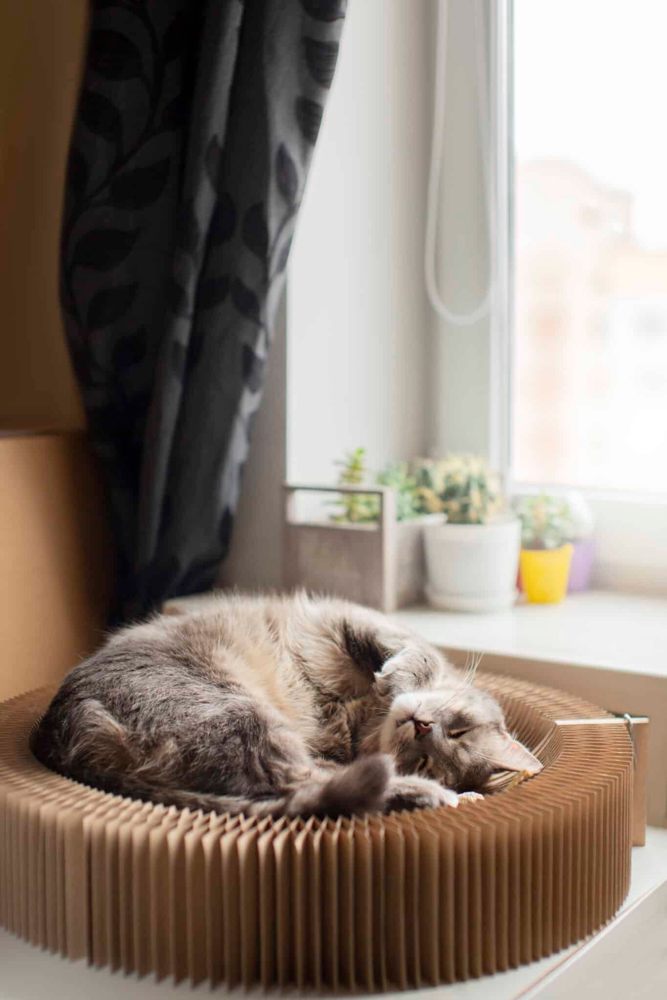 Chat endormi sur un point haut, dans une zone ensoleillée de la pièce