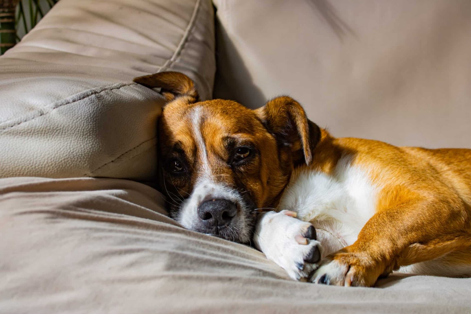 Chien grattant la garniture de son panier avant de s'y coucher