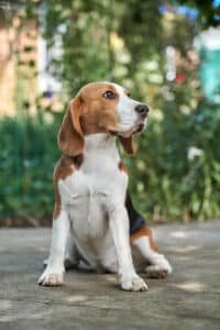 Chiot beagle tricolore assis dans un jardin