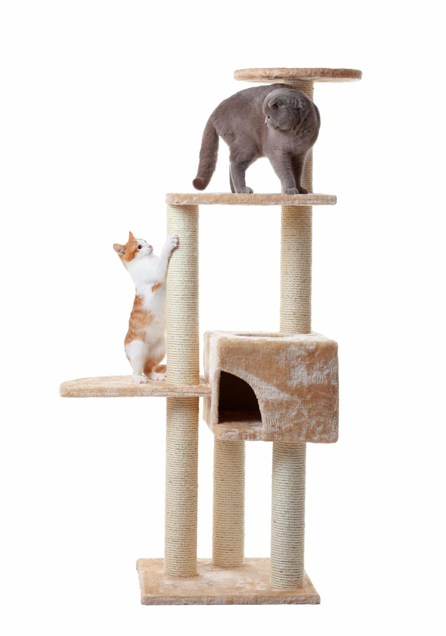 Chat installé sur la plateforme d'un arbre placé devant une fenêtre