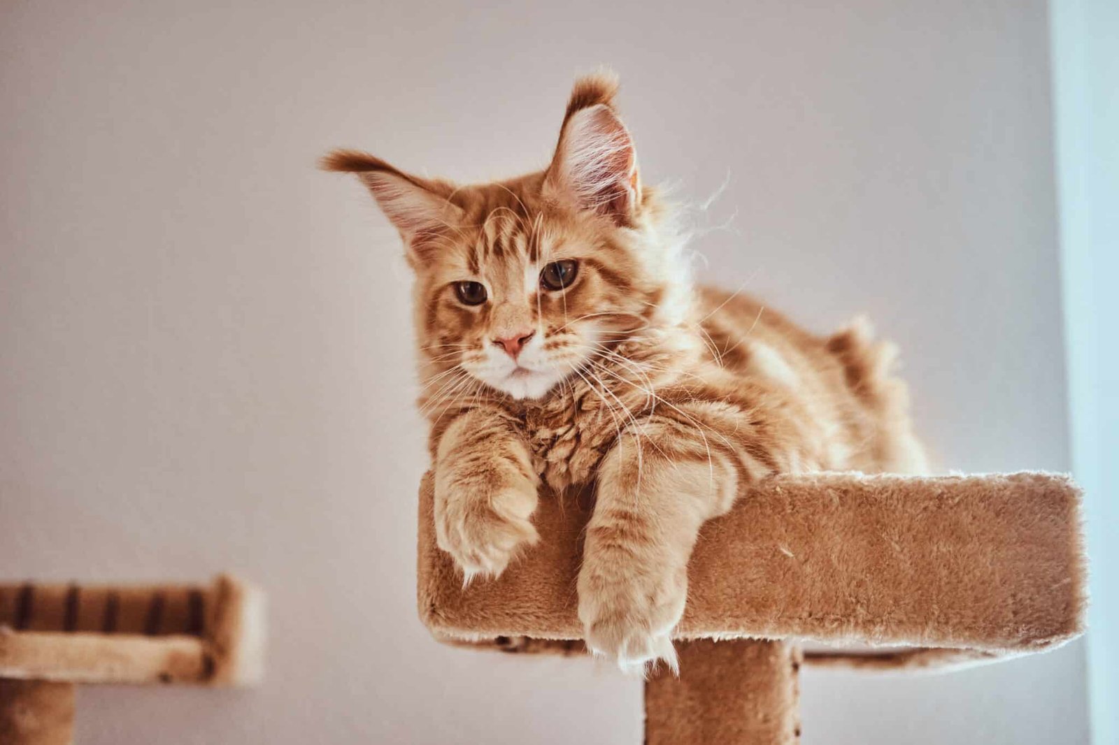 Maine Coon allongé de tout son long sur la plateforme haute d'un arbre à chat XXL
