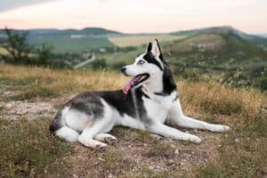 Husky sibérien assis dans l'herbe