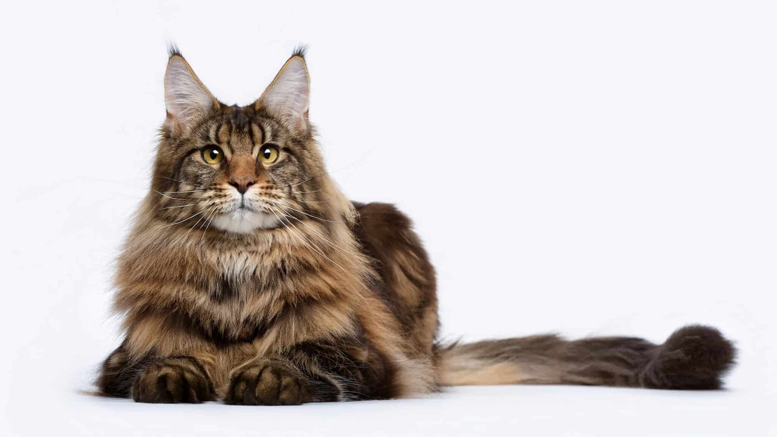 Chat Maine Coon au pelage mi-long sur fond blanc