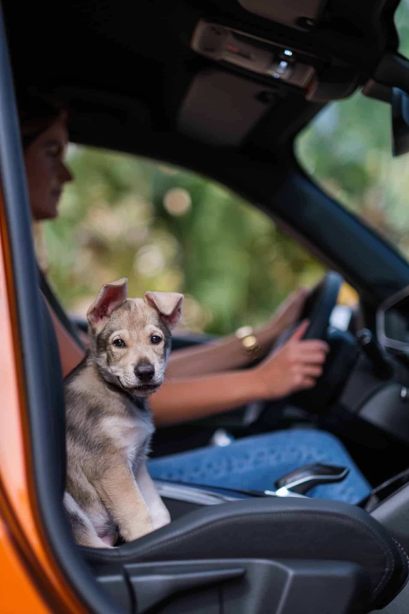 Chien installé et attaché dans un dispositif de retenue à l'arrière d'un véhicule