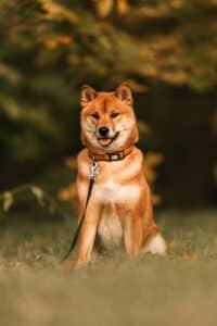 Shiba inu roux assis dans l'herbe