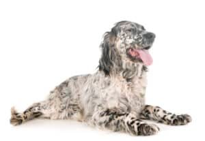 Setter anglais moucheté sur fond blanc