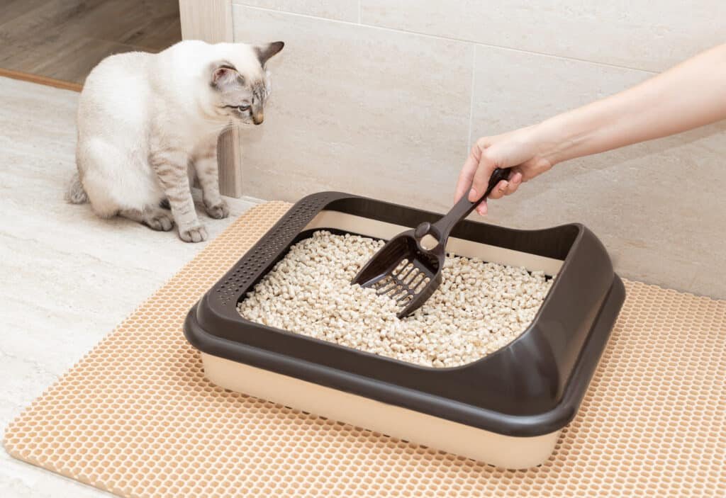 Comparaison des cinq types de litière pour chat : agglomérante, silice, végétale, tofu, minérale