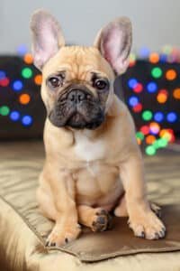 Bouledogue français assis sur un canapé