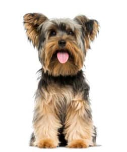 Yorkshire terrier assis de face sur fond blanc