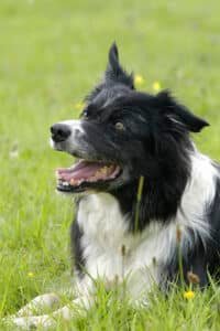 Border collie noir et blanc de profil