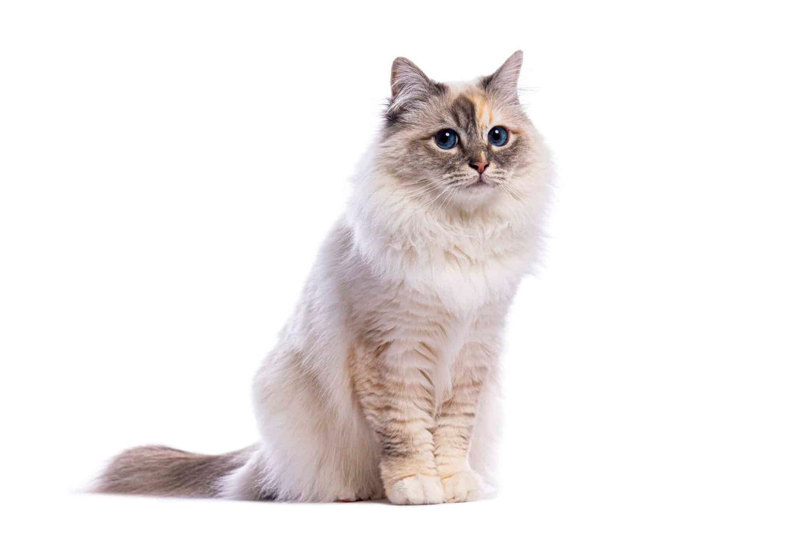 Chat sacre de Birmanie aux gants blancs