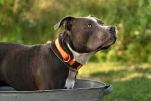 American staffordshire terrier de profil en extérieur