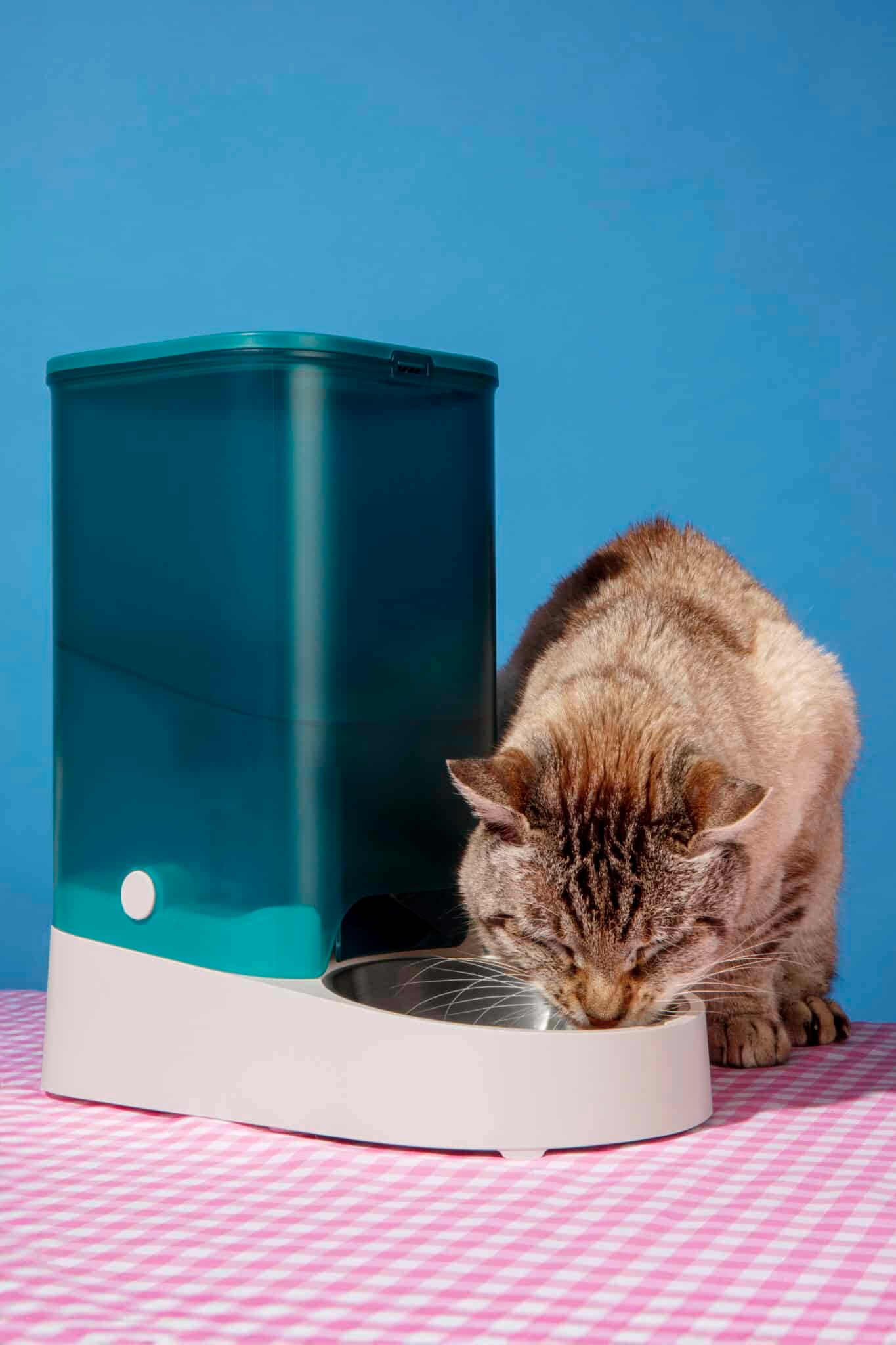 Chat buvant dans un large récipient peu profond posé au sol