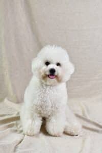 Bichon frisé blanc au pelage bouclé sur un textile beige