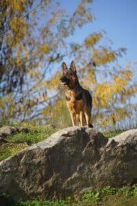 Berger allemand debout sur une pierre par temps ensoleillé