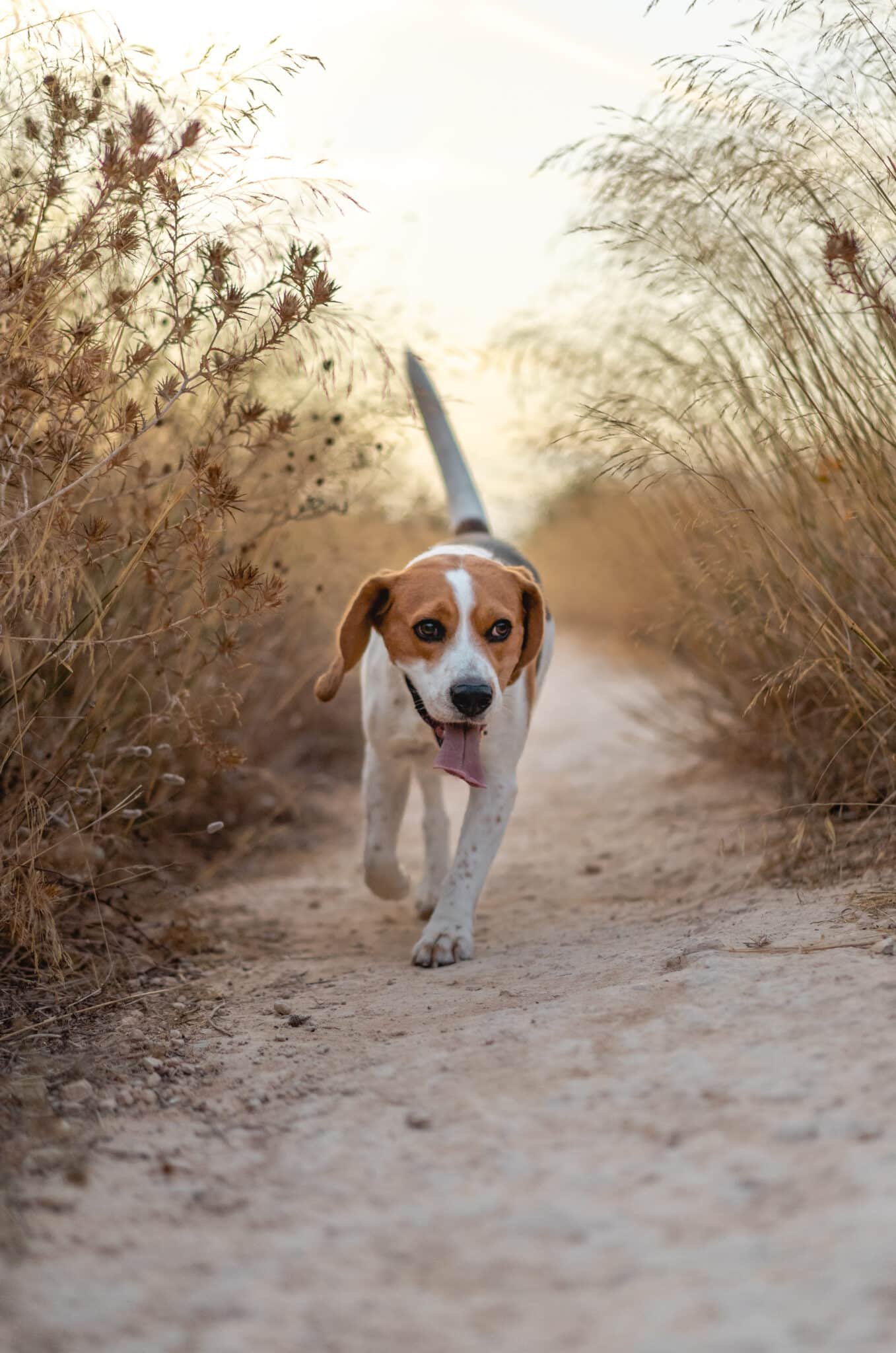 Chien tenu en laisse observant calmement un congénère à distance