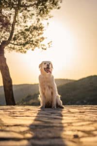 Golden retriever assis en montagne au coucher du soleil