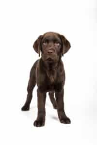 Chiot labrador chocolat devant un mur blanc