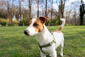 Jack russell terrier en promenade dans un parc