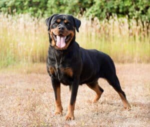 Jeune rottweiler noir et feu en extérieur