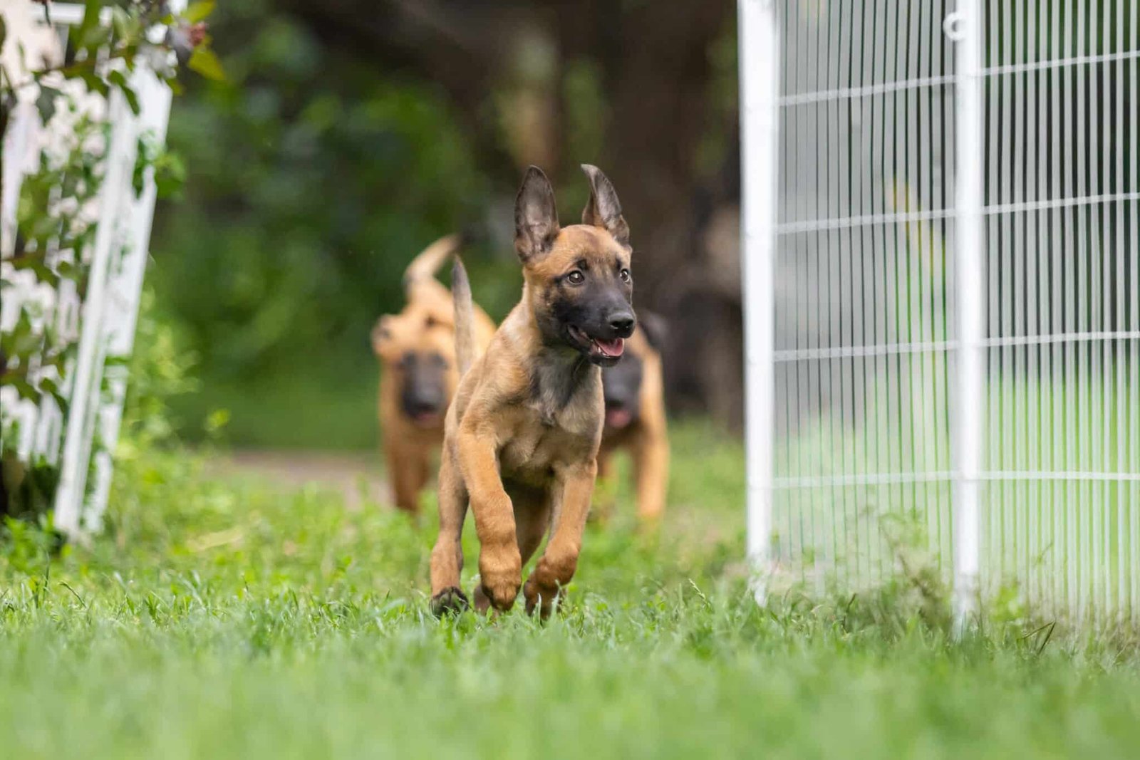 Belgian Malinois Puppy Running and Playing